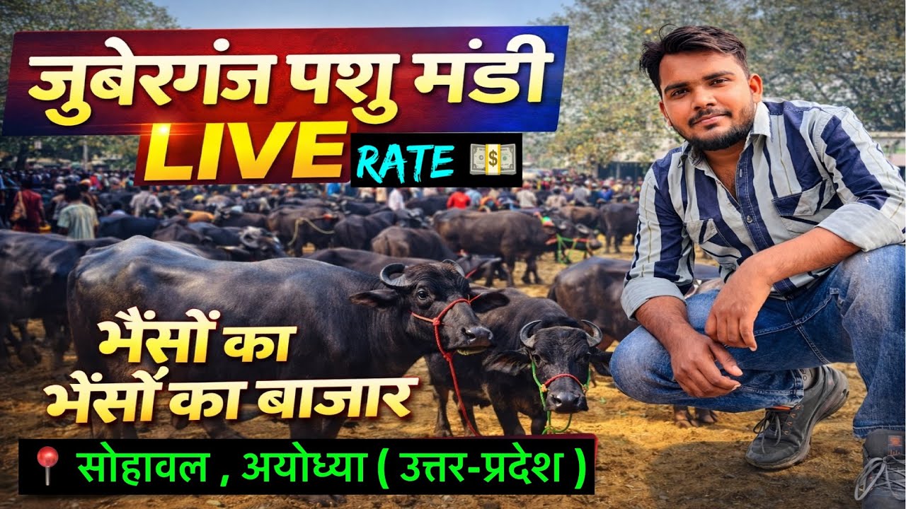 आज के ताज़ा रेट जानकर दंग रह जाओगे 😱 ॥ जुबेरगंज पशु मंडी LIve ॥ 👉