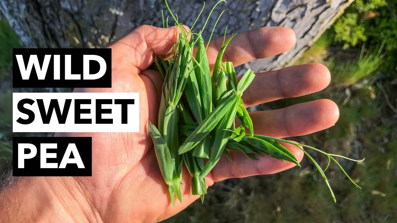 Wild Edibles With Sergei Boutenko: Wild Sweet Pea–Lathyrus latifolius + Search Image & Meristems