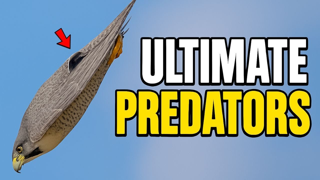 11 KILLER BIRDS THAT TURN THE SKY INTO A HUNTING GROUND