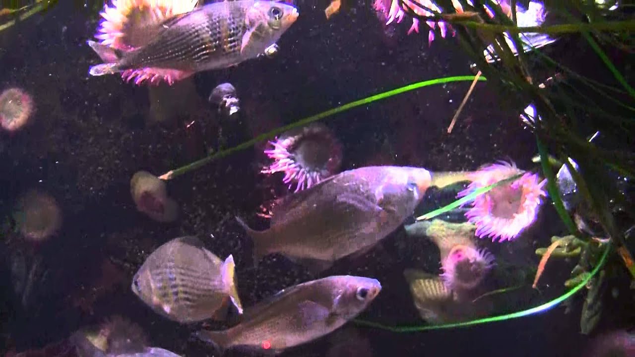 Shiner Perch Aquarium
