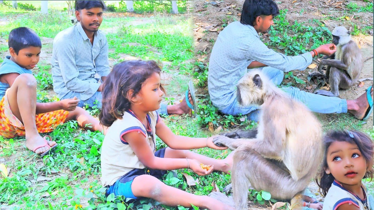 बंदर को खिलाया #fed the monkey #monkey #food #eating #heyranjitvlogs 