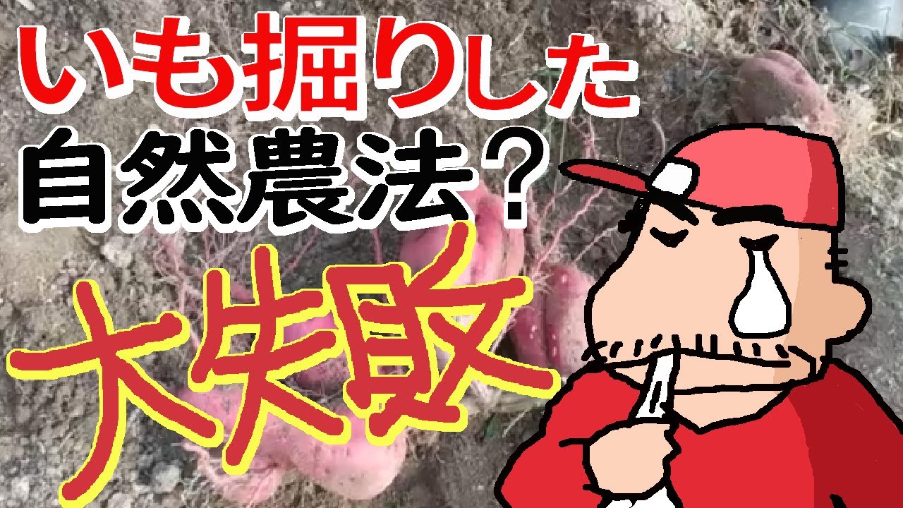 【さつま芋】イモ掘りした　【大失敗!】なんで?