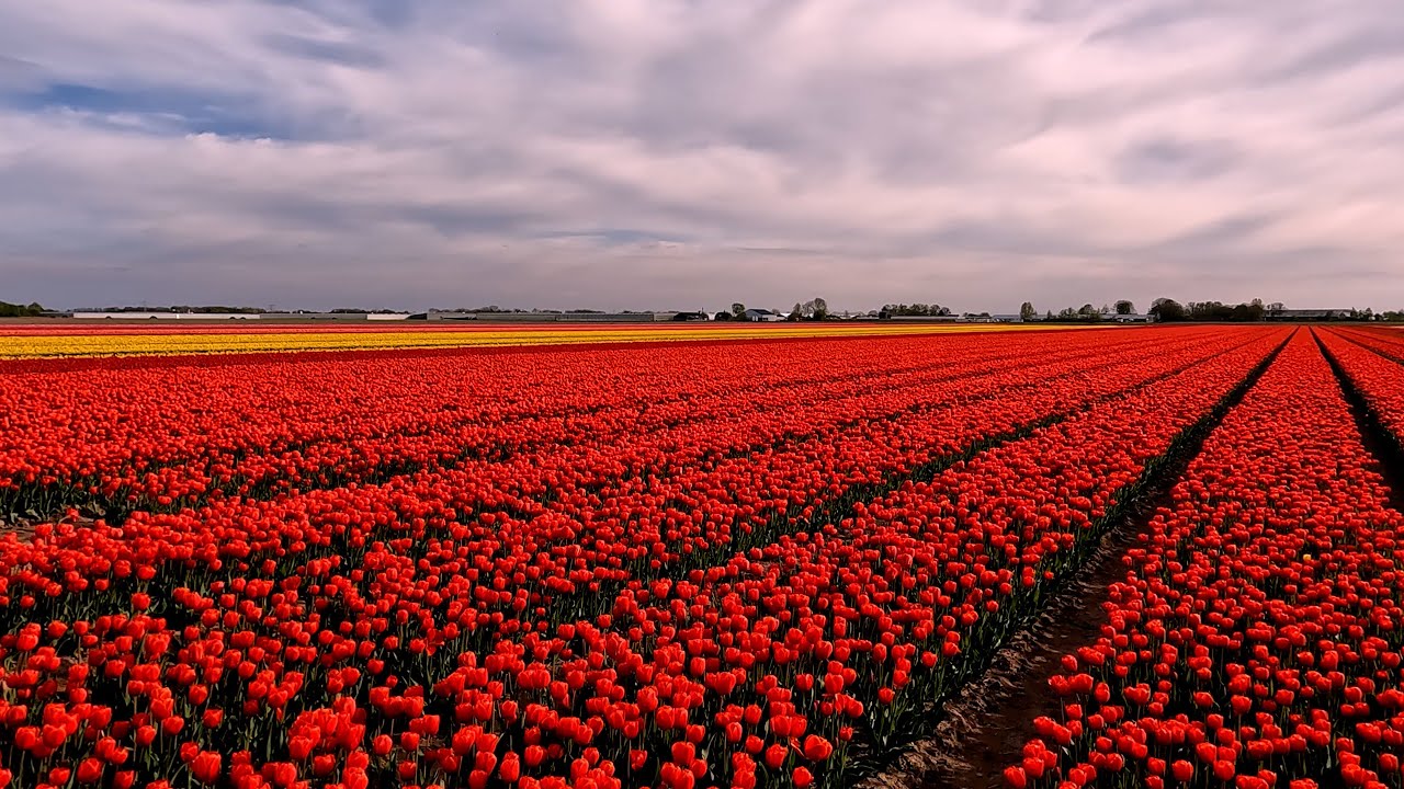 Tulips in the Noordoostpolder | Spring 2025