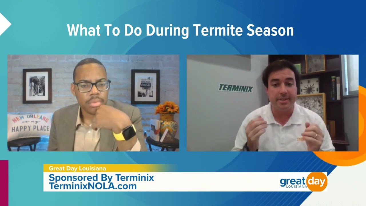 Tips for Termite Swarms