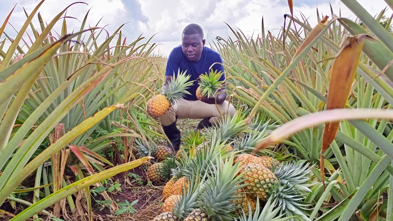 Pineapple Dos and Don't: Pineapple Farming Techniques in Uganda For a Bountiful Harvest