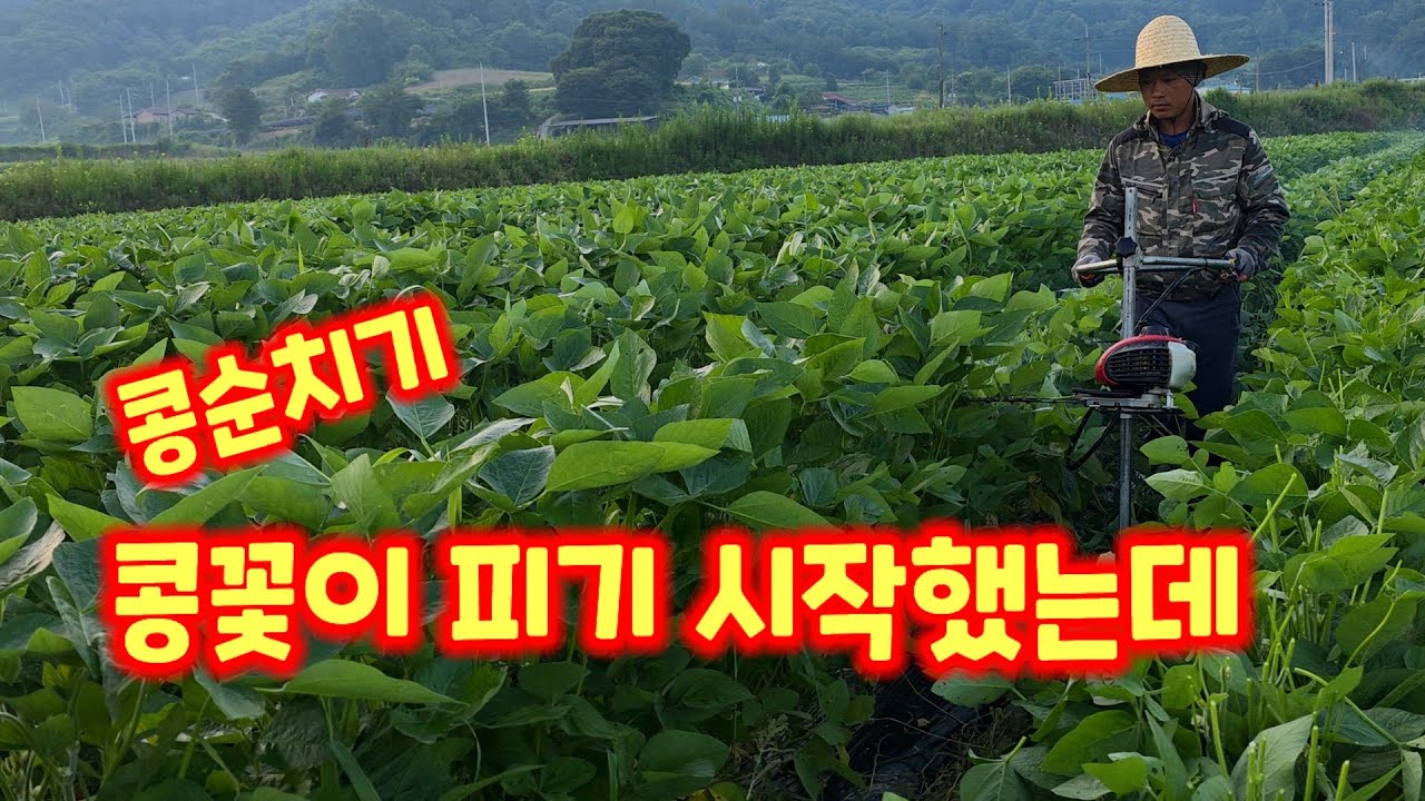 콩순치기 메주콩 콩 적심기로 충북 괴산 풀뿌리농장 [콩재배방법]