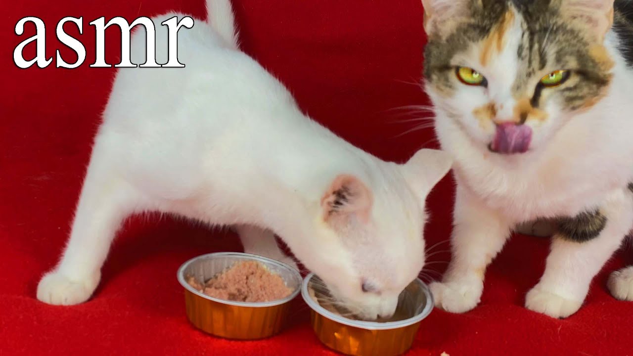 How I feed my cats with cat food asmr