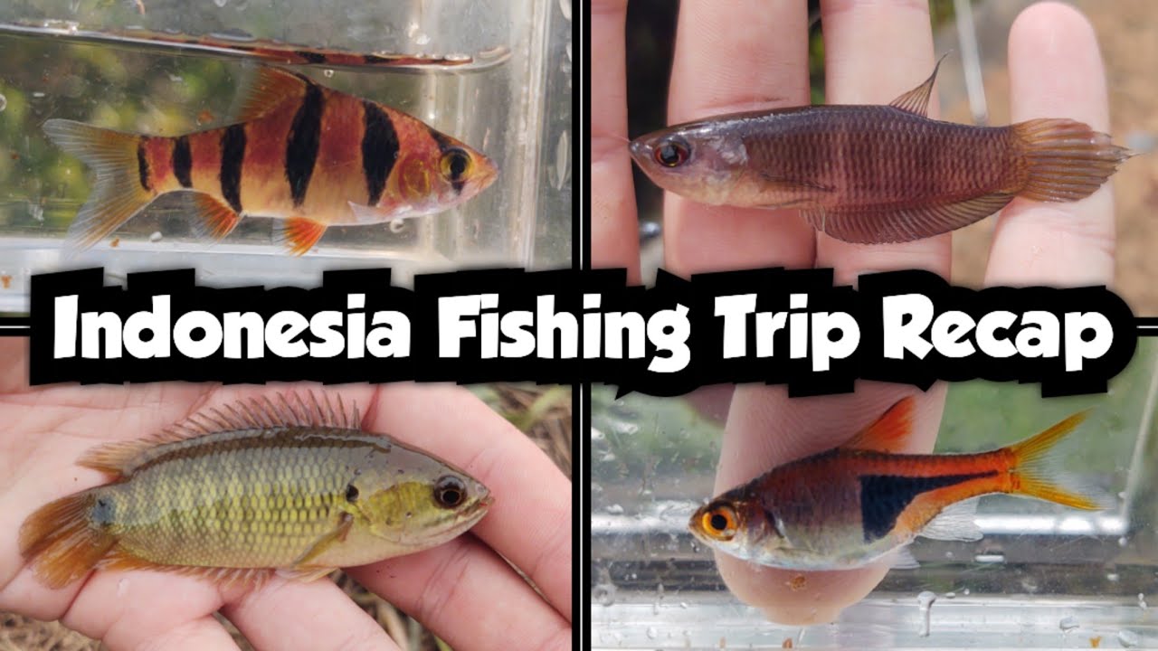 Indonesia Fishing Trip Recap 🇮🇩