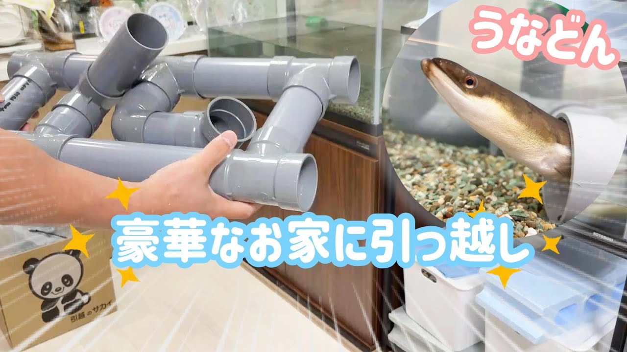家が狭いのでうなぎ史上最高に豪華な新しい家を飼い主にお願いしてみたら、、