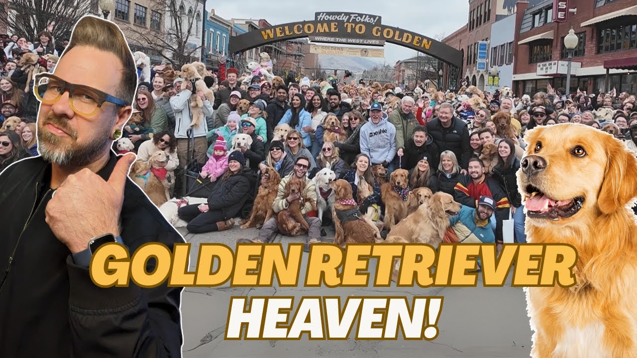 Goldens Take Over Colorado! | Inside the Fluffiest Event in Golden, CO
