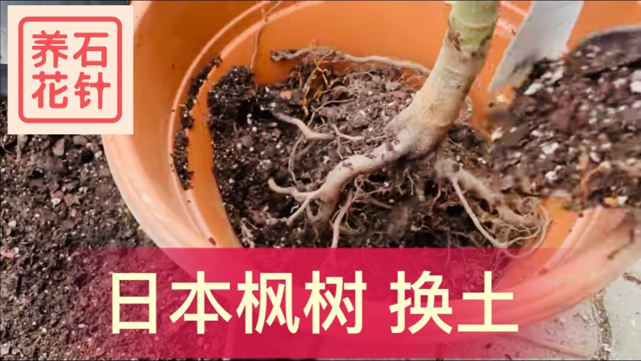 早春拯救日本枫树 - 换土 - Japanese Maple Repotting