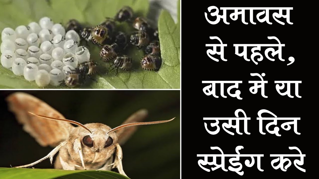 अमावस से पहले या बाद में या अमावस के रात को ही स्प्रे करे । insecticide