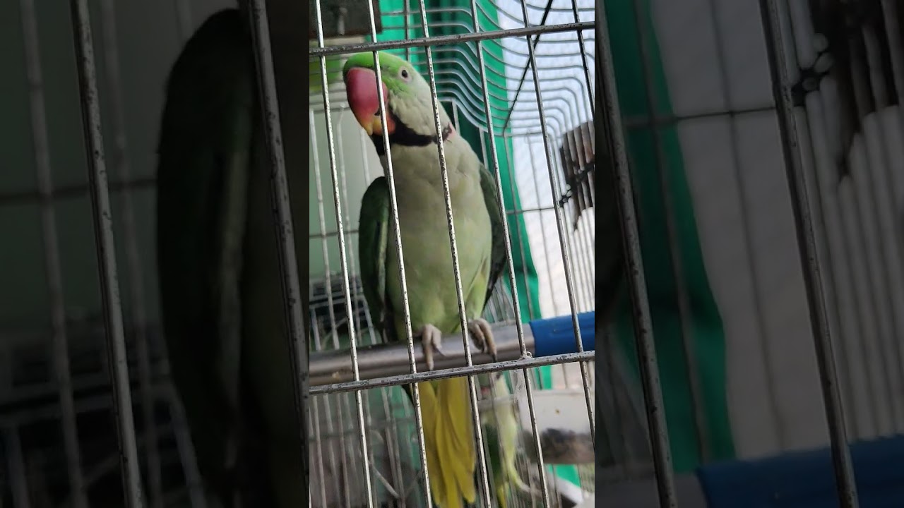 कितनी बातें आती है....... इसे 🦜