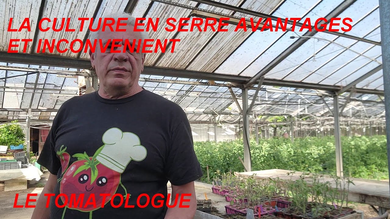LA CULTURE DE LA TOMATE EN SERRE AVANTAGES ET INCONVÉNIENT