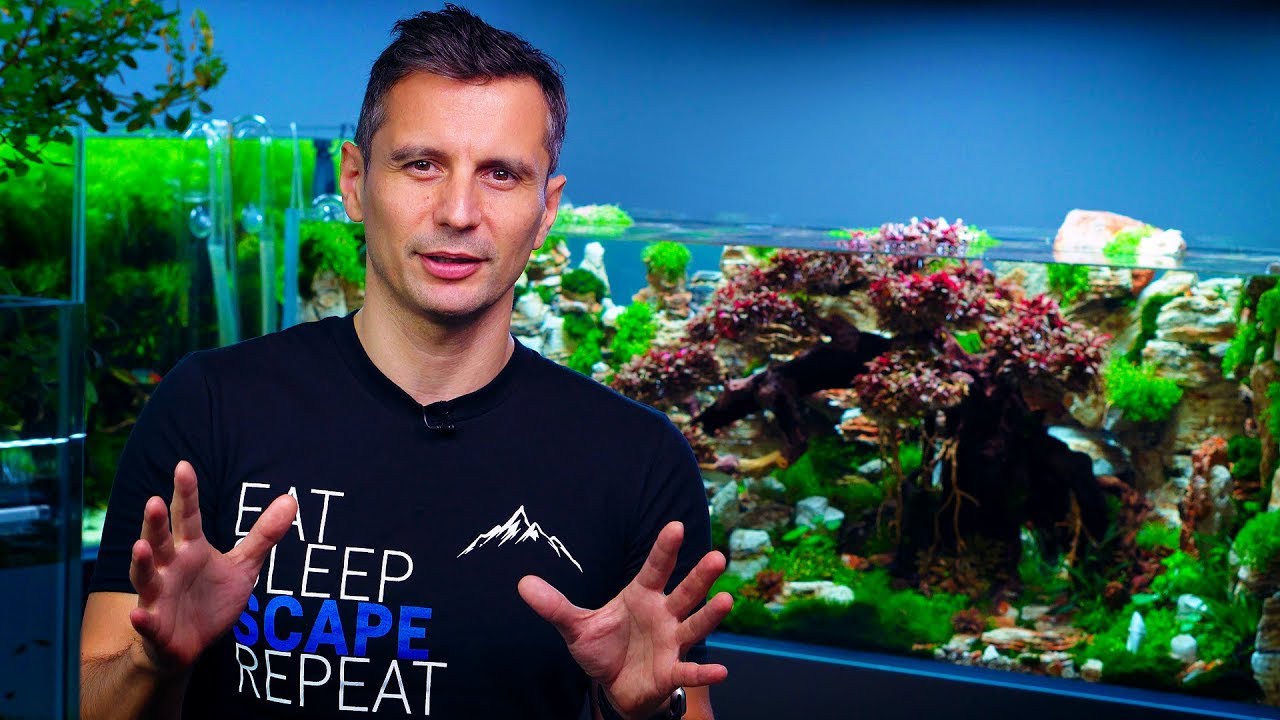 TOP-NOTCH IAPLC CONTEST AQUASCAPE? 'SANCTUARY' - A DREAM COME TRUE
