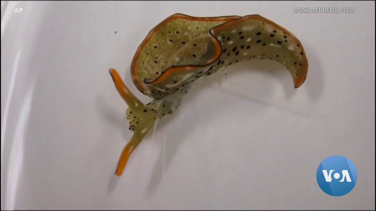 Regenerative Sea Slug Offers Distant Hope for Humans