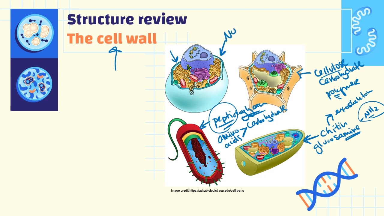 IBDP Biology Topic B2.2 Organelles & Compartmentalization
