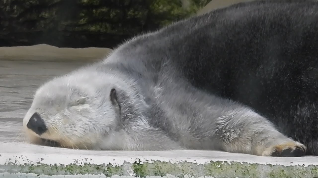 【ラッコ】メイちゃんキラちゃんまったりお昼寝タイム　上陸寝、流れ寝、二度寝