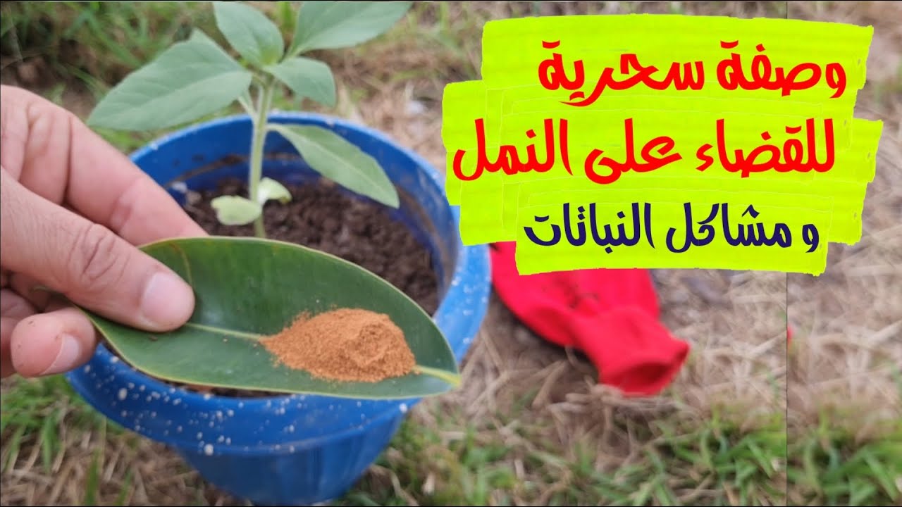 وصفة سحرية للقضاء على النمل و امراض النبات الفطرية
