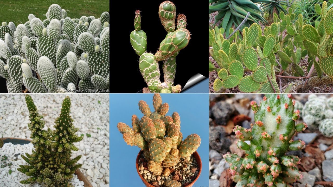 30 ESPÉCIES DE CACTOS OPUNTIA PARA IDENTIFICAÇÃO