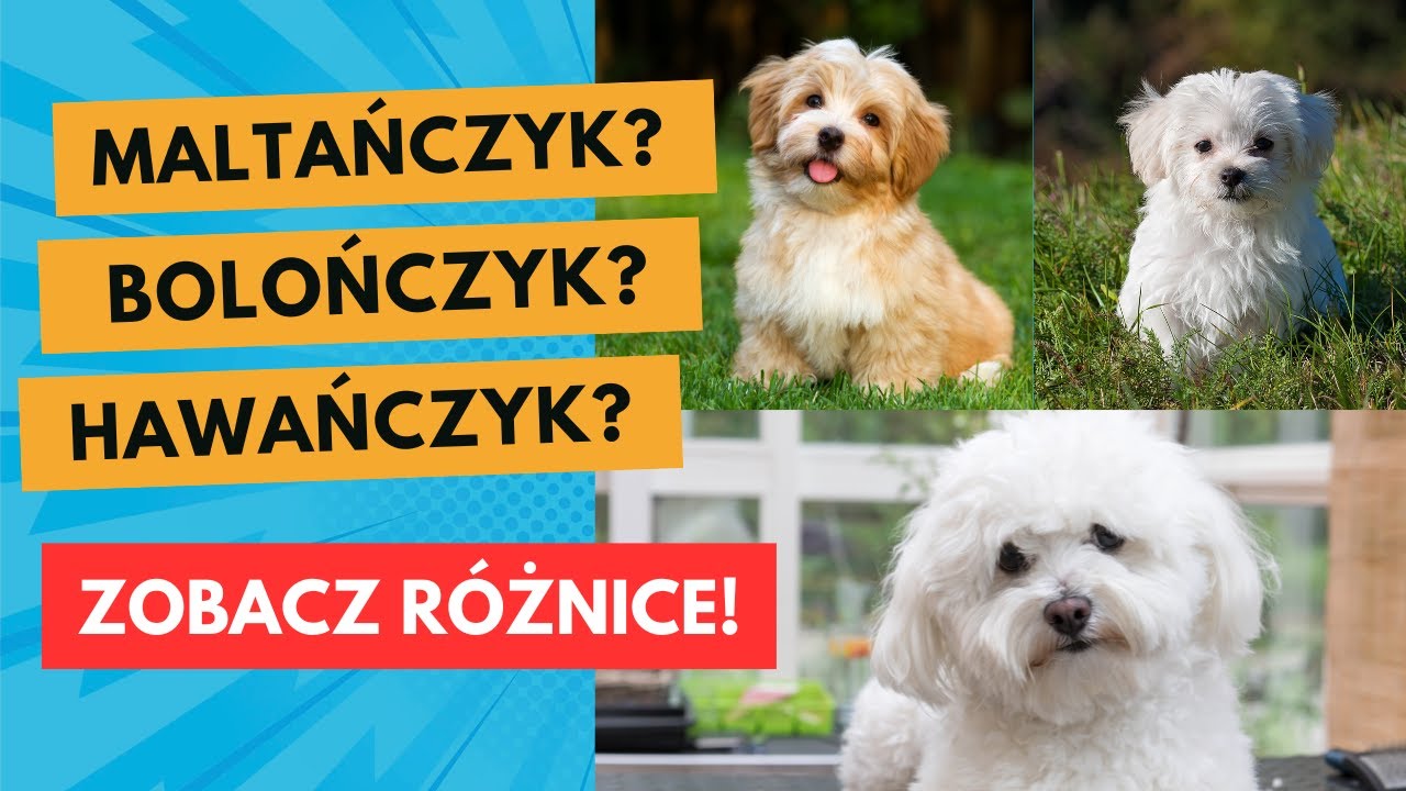 Maltańczyk, Bolończyk, a może Hawańczyk – którego wybrać?