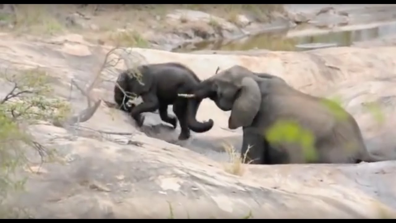 MOTHER ELEPHANT SAVES BABY FROM DROWNING!