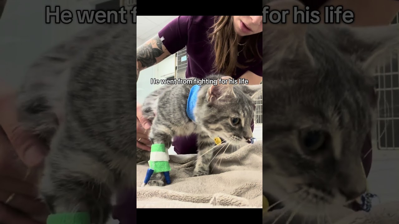 Leo beat FIP #FIP #felineinfectiousperitonitis #Vetmed #Vet
