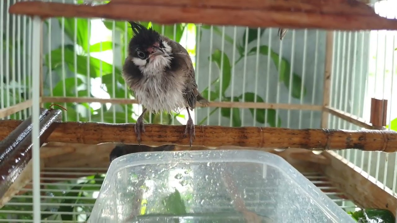 ba em chào mào đi tắm