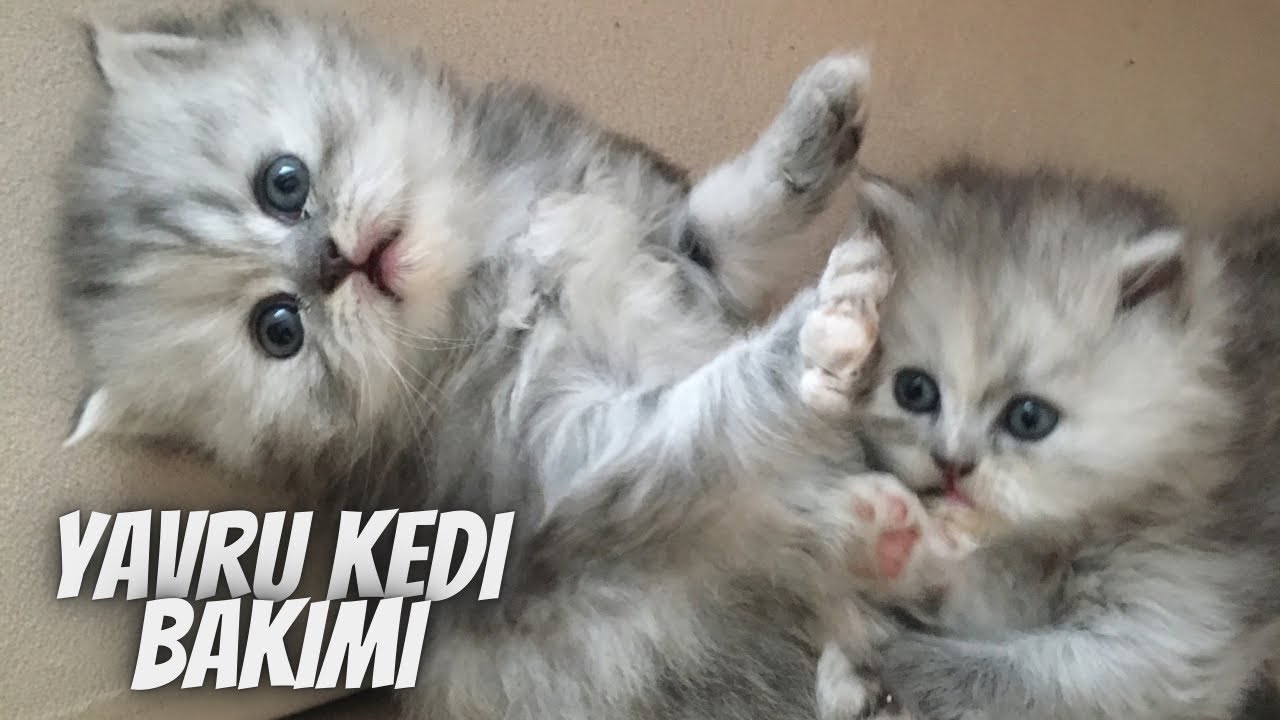Yavru kedi bakımı… Yeni kedi sahiplenecekleri neler bekliyor 🐾