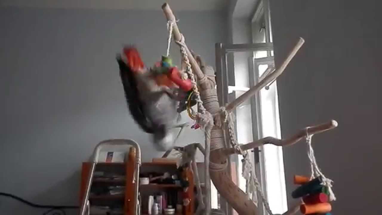 Papou&scaron;ek se toč&iacute; na laně ptač&iacute;ho stromu /  African gray parrot spins on a bird tree rope.