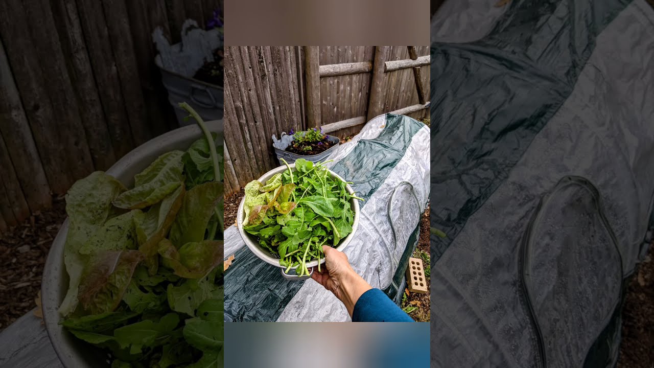 Fall/Winter Garden Update