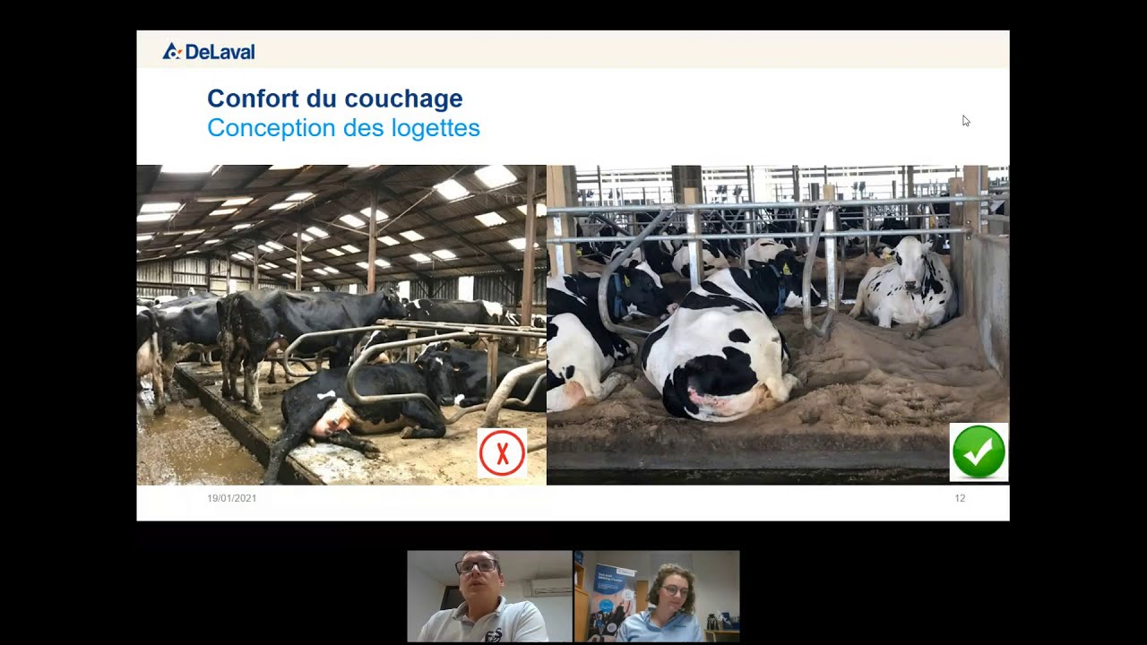 Conférence en ligne sur la longévité de la vache 2ème édition replay du 19 janvier 2021