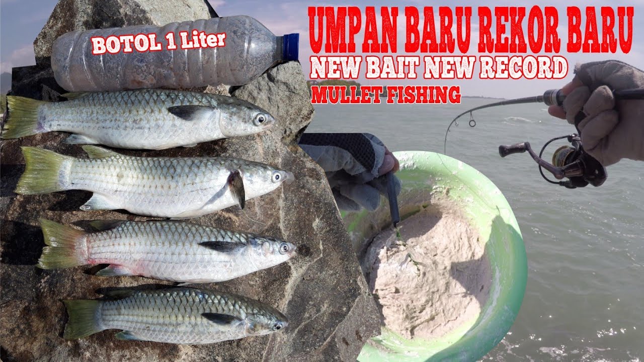 Cara Mancing Belanak Ekor Kuning, Tamok, Kodo, Jebuk Monster Umpan Bubur Udang Rebon, Mudah Strike