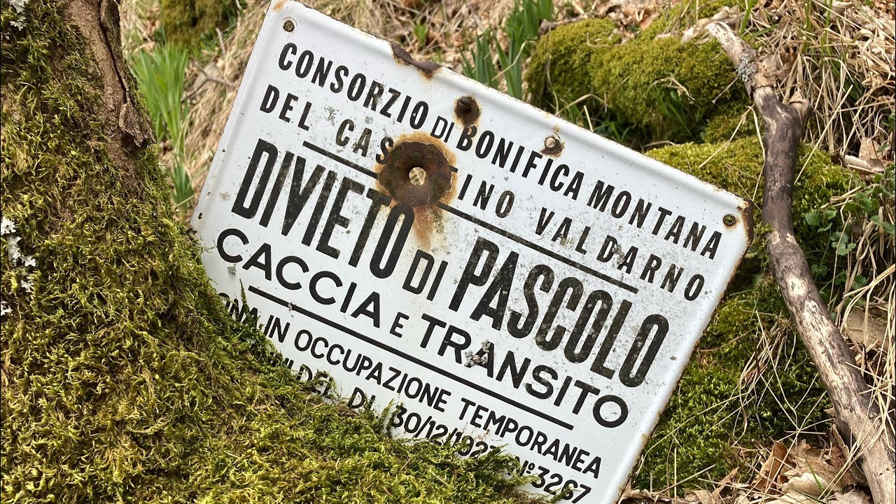 Marzuoli in nuove fungaie! Ultimo giro di dormienti ! 10-4-25