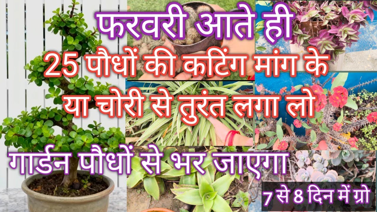 25 पौधों की कटिंग मांग के या चोरी से फरवरी आते तुरंत लगाएं|गार्डन पौधों से भर जाएगा/7-8 दिन में ग्रो