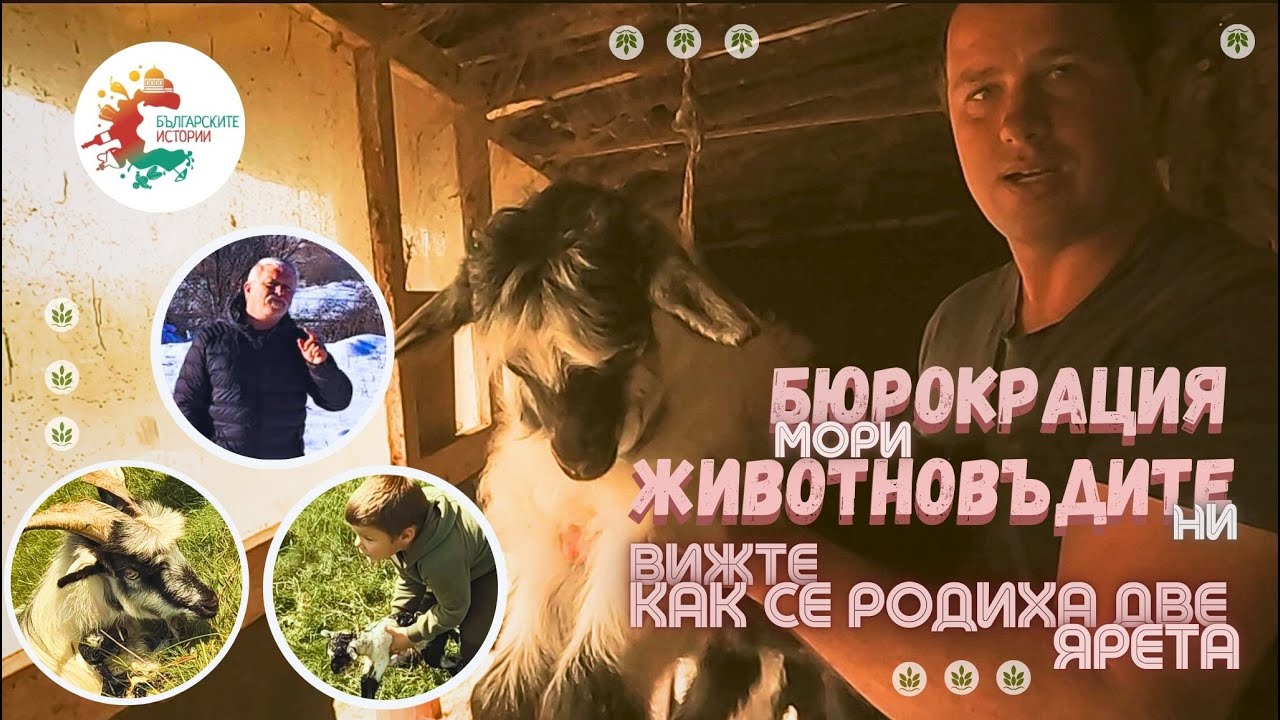 Стадо с #Виторогидългокосместикози на Калин от Литаково,чудното му сирене и мъките му с бюрокрацията