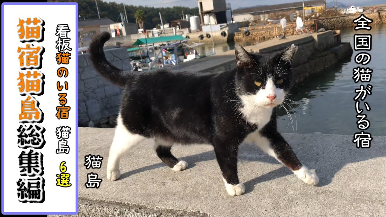 【看板猫がいる宿 総集編】全国の猫がいる宿・猫島を総集編に 2020～2024年