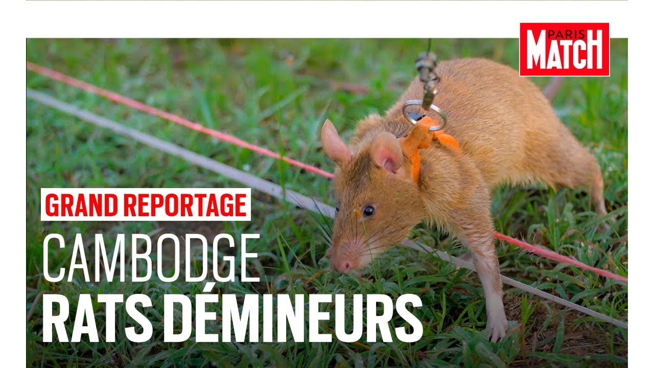Démineurs au Cambodge : les rats en première ligne