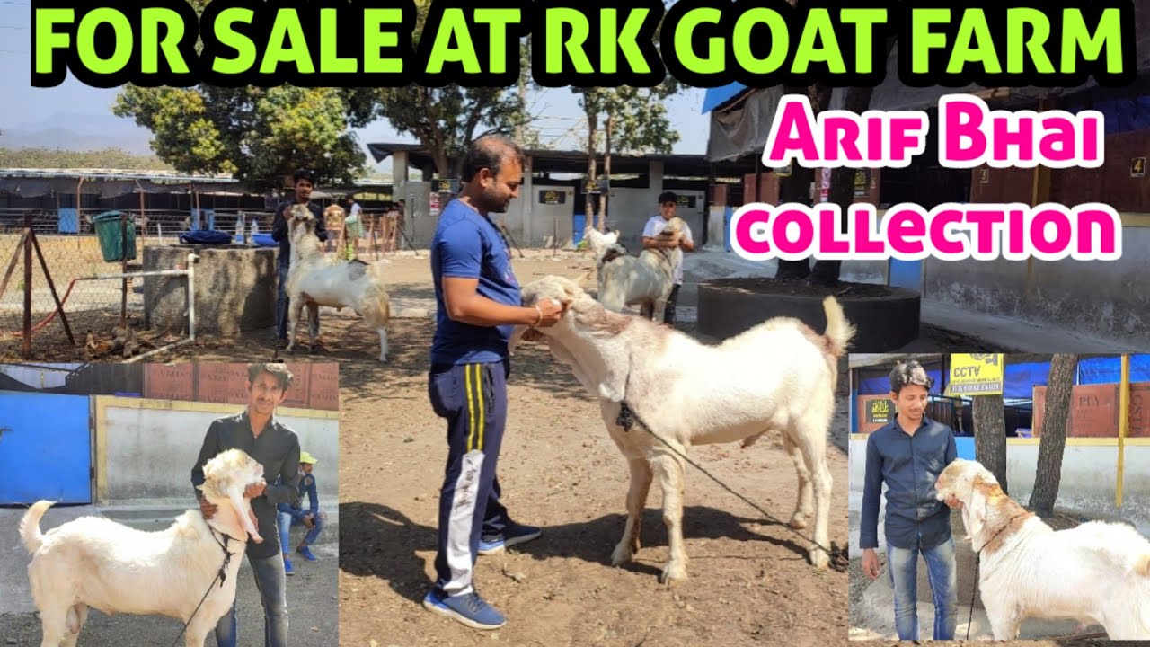 Top Quality Heavy Goats for Sale at R K Goat Farm, Arif Bhai lot @RaeesFunFactory