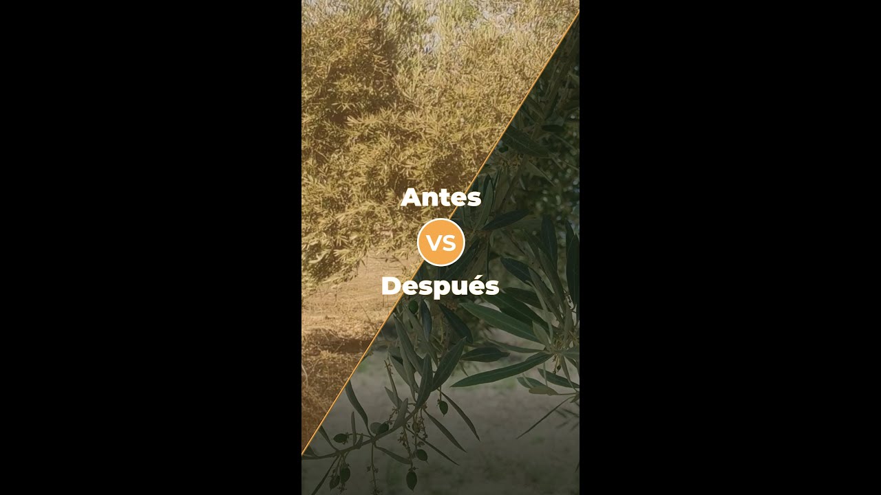 ANTES Y DESPUÉS - Recuperación tras incendio