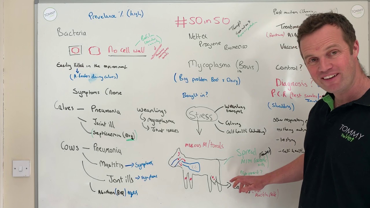 #50in50 Video 44 Mycoplasma Bovis cattle