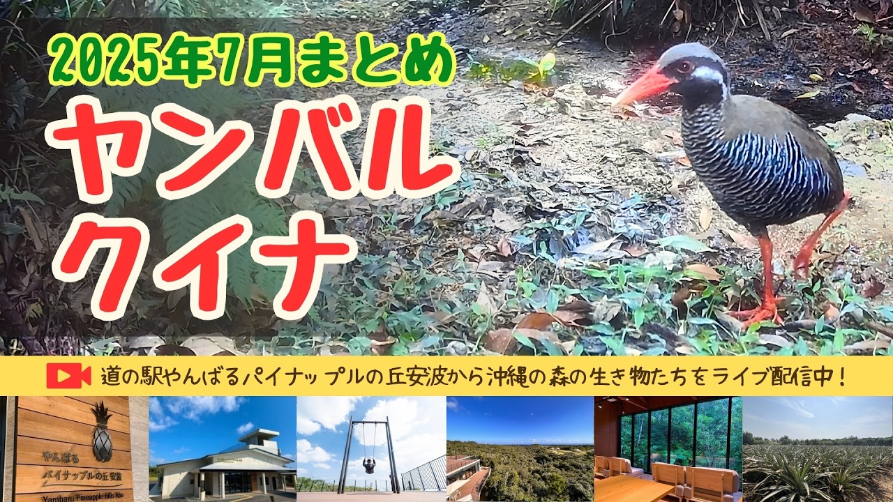2025年7月まとめ｜野生のヤンバルクイナ・沖縄やんばる生き物ライブ配信