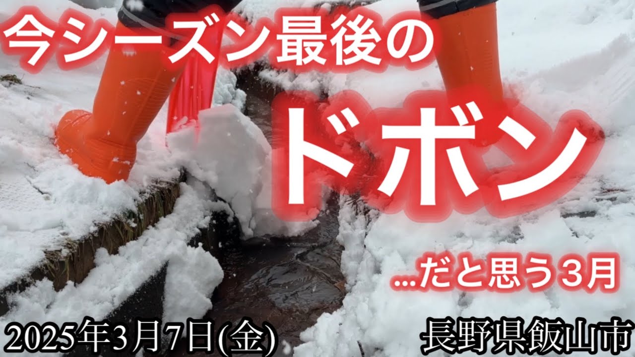 3月に入って最初の雪片付けですが、今シーズン最後のドボンだと思っています(2025/3/7)