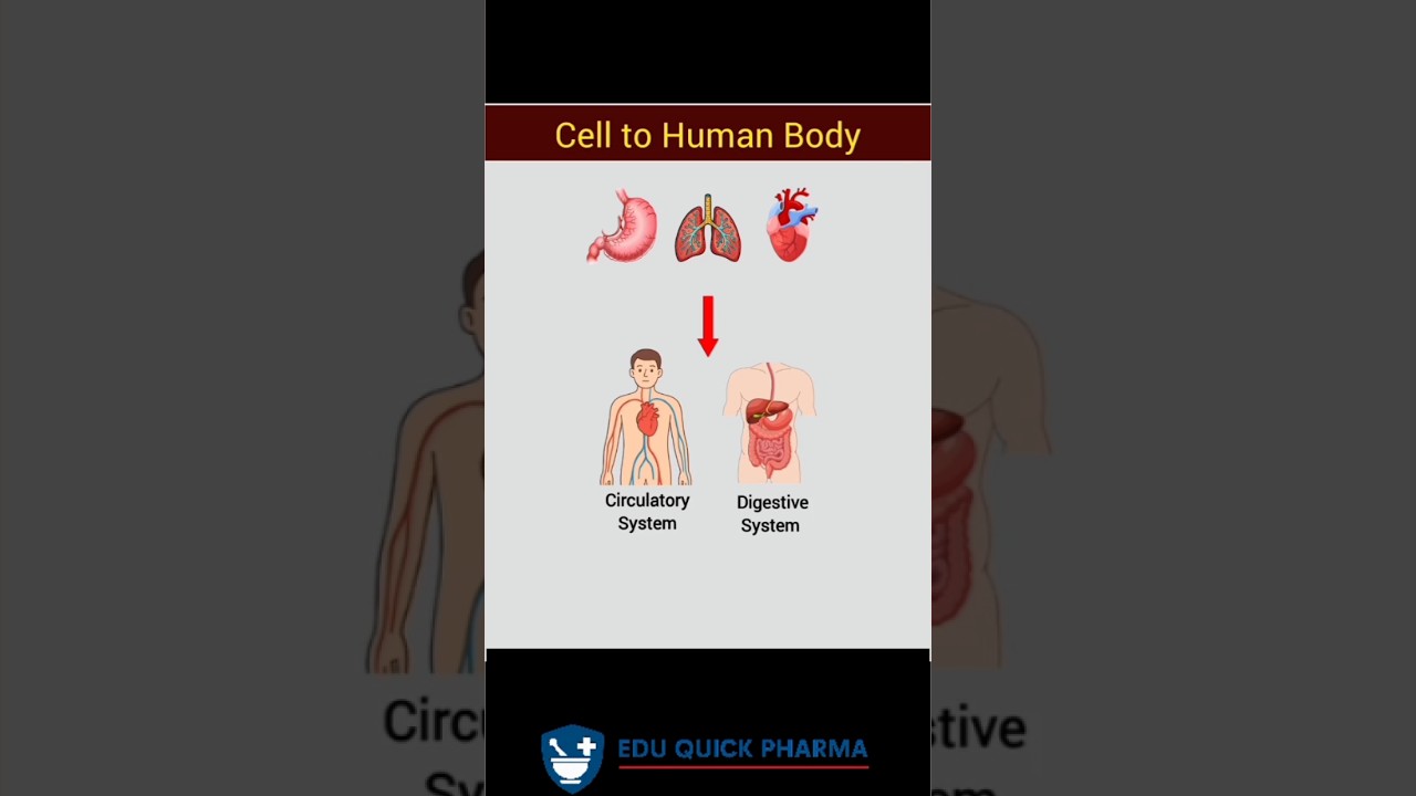 Human Body Kaise Bani Hai? | Human Body Formation Explained in Hindi | Science Facts Video" ll