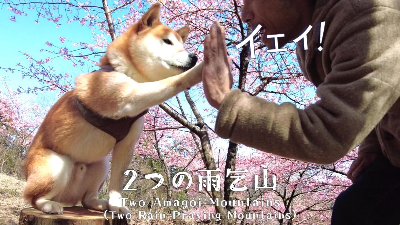 そろそろ春【柴犬の音頭】