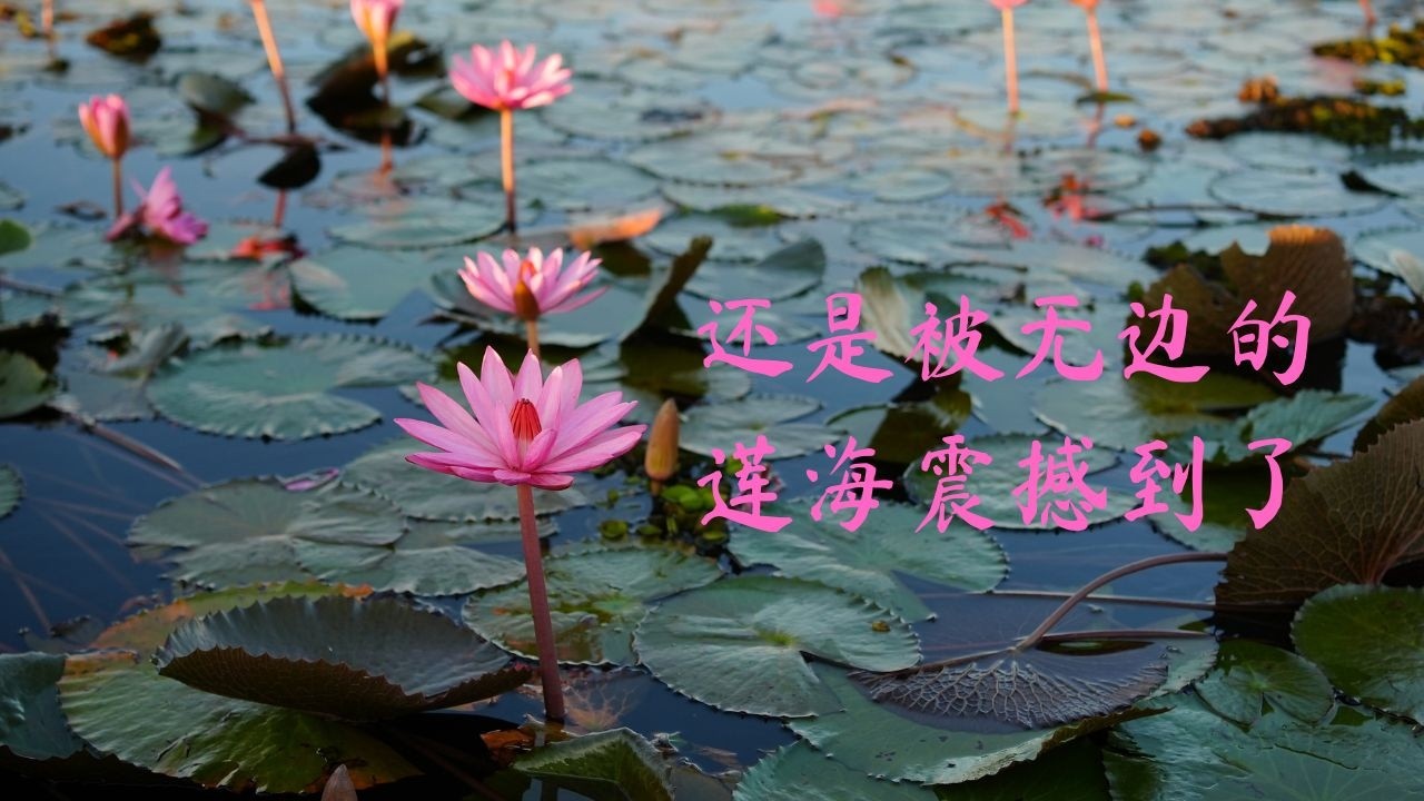泰國至美紅蓮盛放