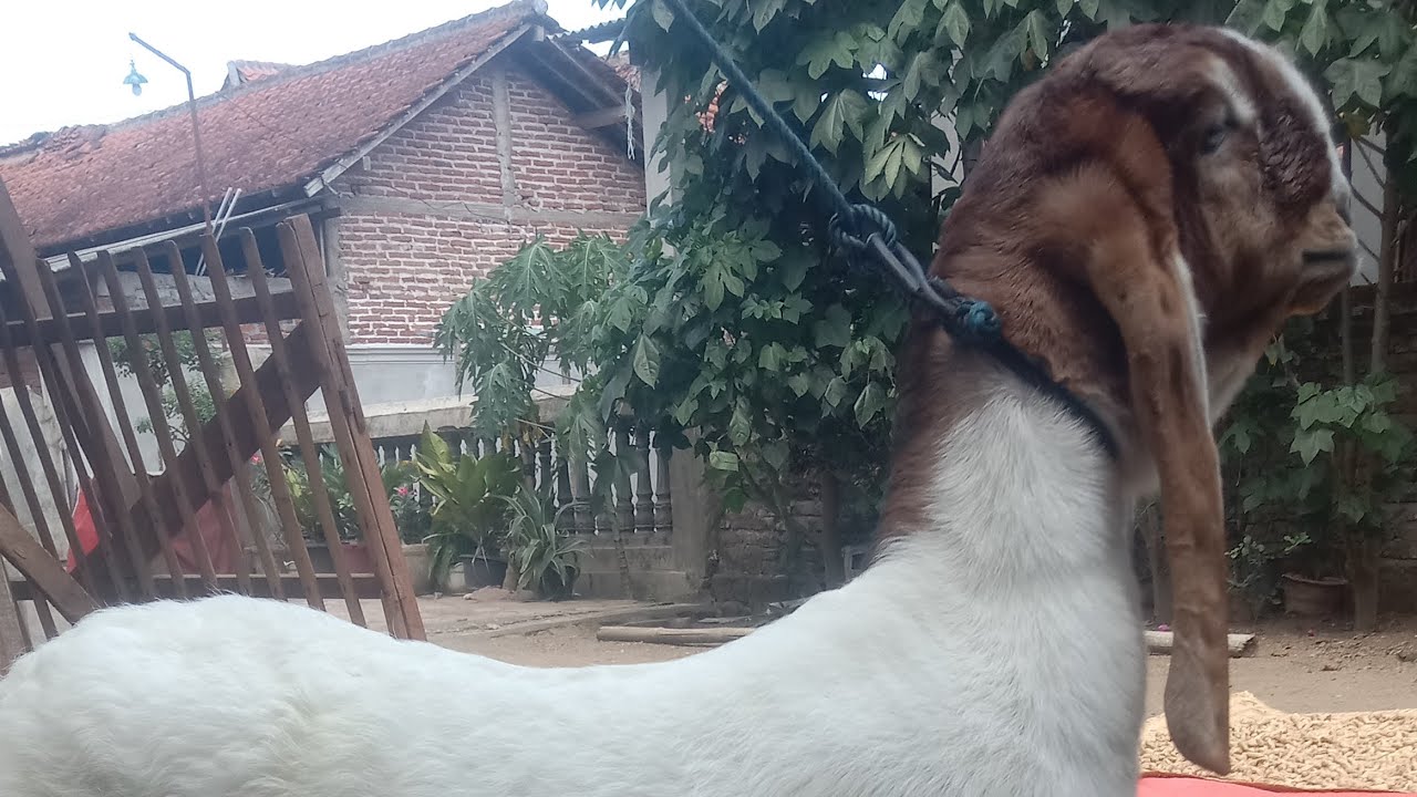 Monggo pecinta palq merah merapat spek nyadil bluer umur 3 bulan