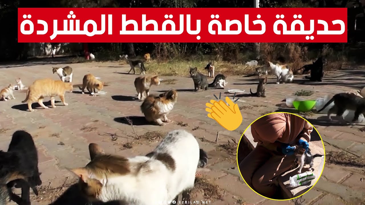 شابة من الجلفة تخصص وقتها وجهدها لرعاية القطط المشردة.. وتساهم  بتخصيص فضاء لهذه الحيوانات الأليفة👏