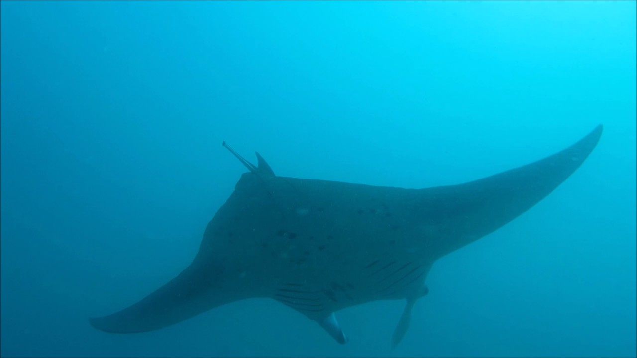 Best Dive sites in Maldives