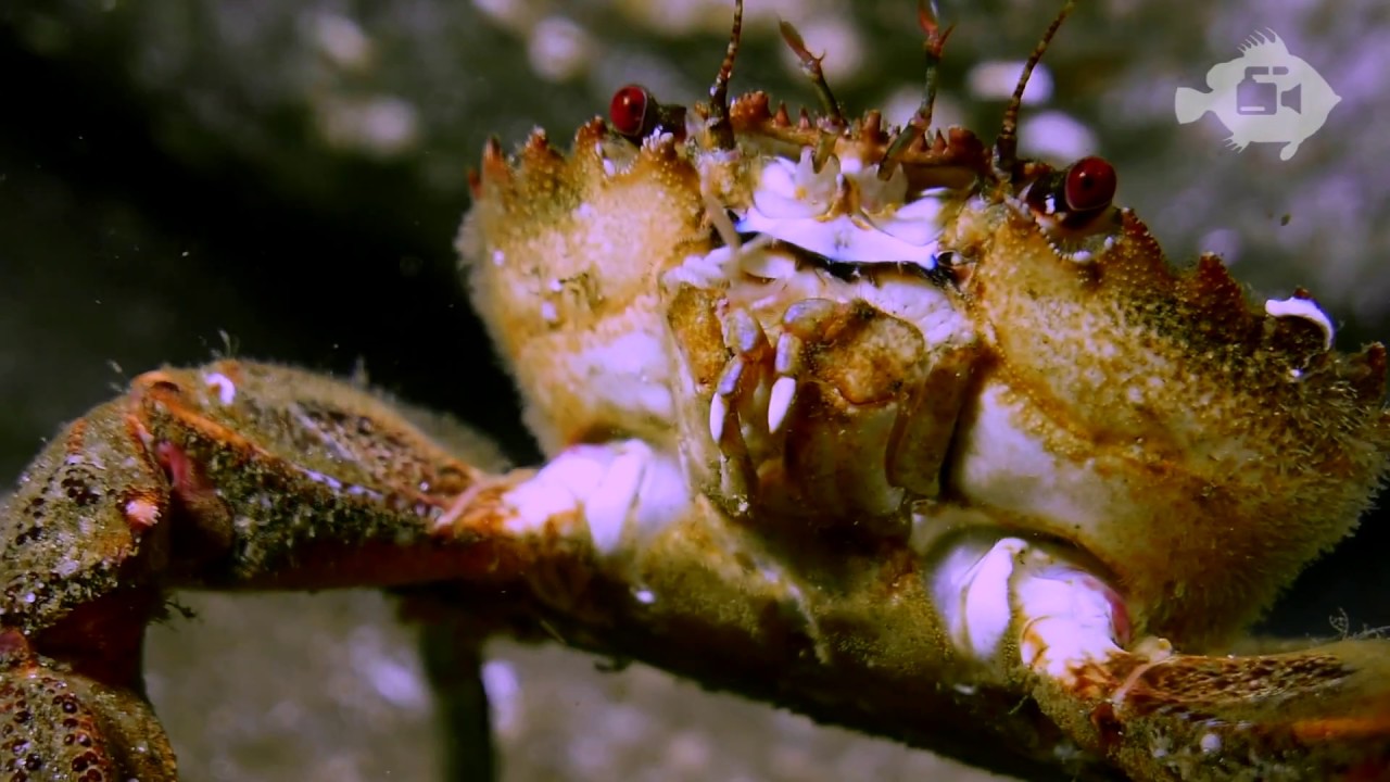 Highlights of Diving in Shetland - Compilation